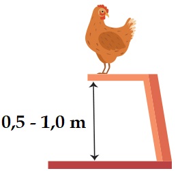 Hühnerstange Sitzhöhe