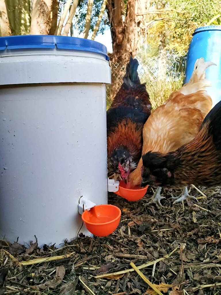 Hühnertränke mit Hühnern